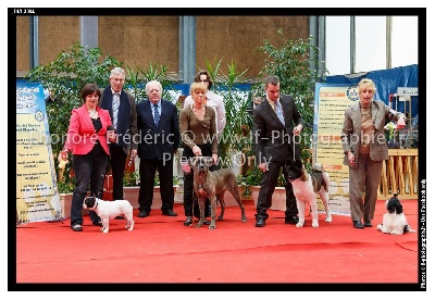 Des Trez'or D'hamarkhis - 1er au Best In Show puppy