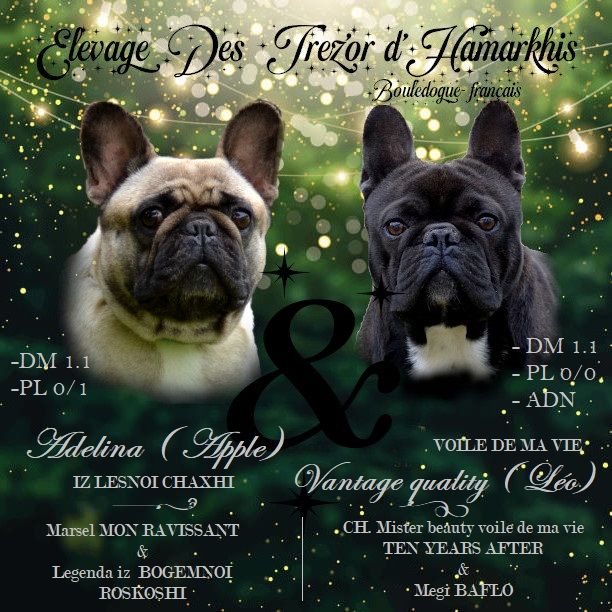 chiot Bouledogue français Des Trez'or D'hamarkhis