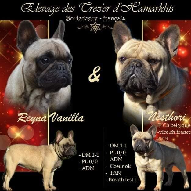 chiot Bouledogue français Des Trez'or D'hamarkhis