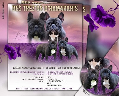 Des Trez'or D'hamarkhis - Bouledogue français - Portée née le 26/03/2022