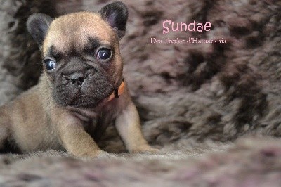 SUNDAE - collier beige