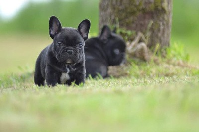 Tango Valentino ( dit valentino)