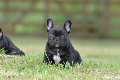 Tango Valentino ( dit valentino)