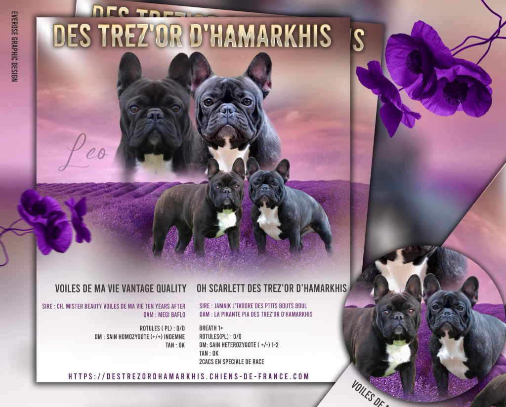 chiot Bouledogue français Des Trez'or D'hamarkhis