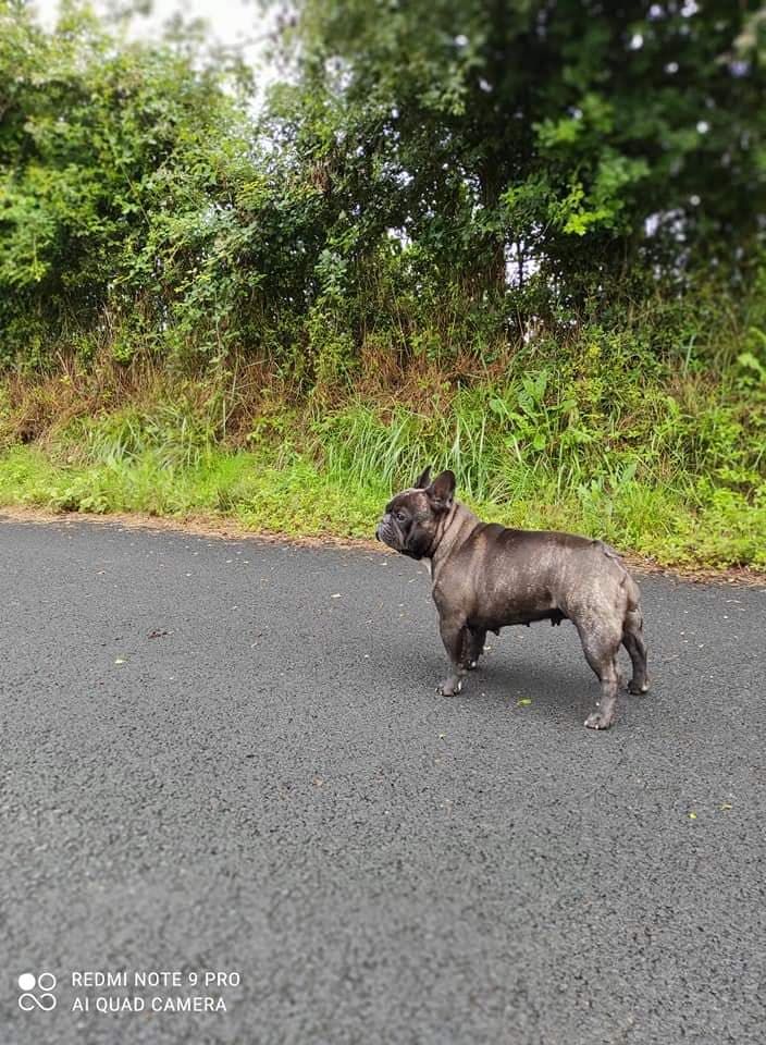 Oh scarlett Des Trez'or D'hamarkhis