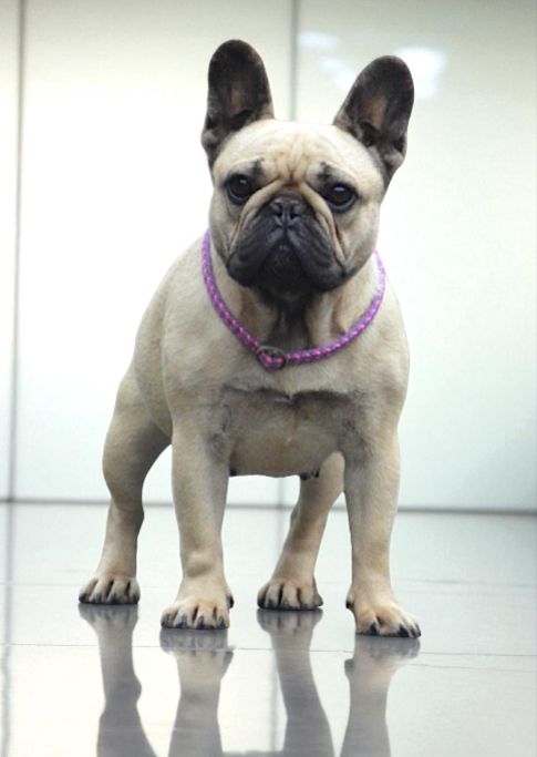 Umy little sugar Du Bois D'Athée