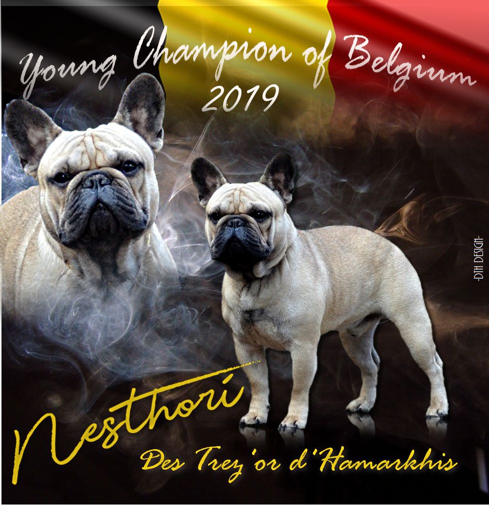 Nesthori des trez'or d'hamarkhis jeune champion