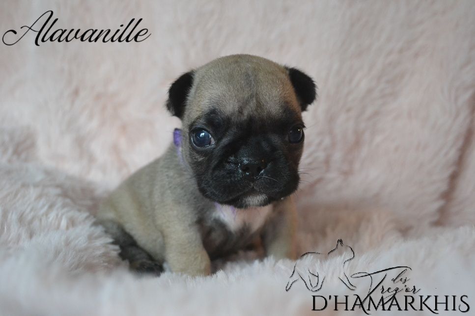 Des Trez'or D'hamarkhis - Chiots disponibles - Bouledogue français