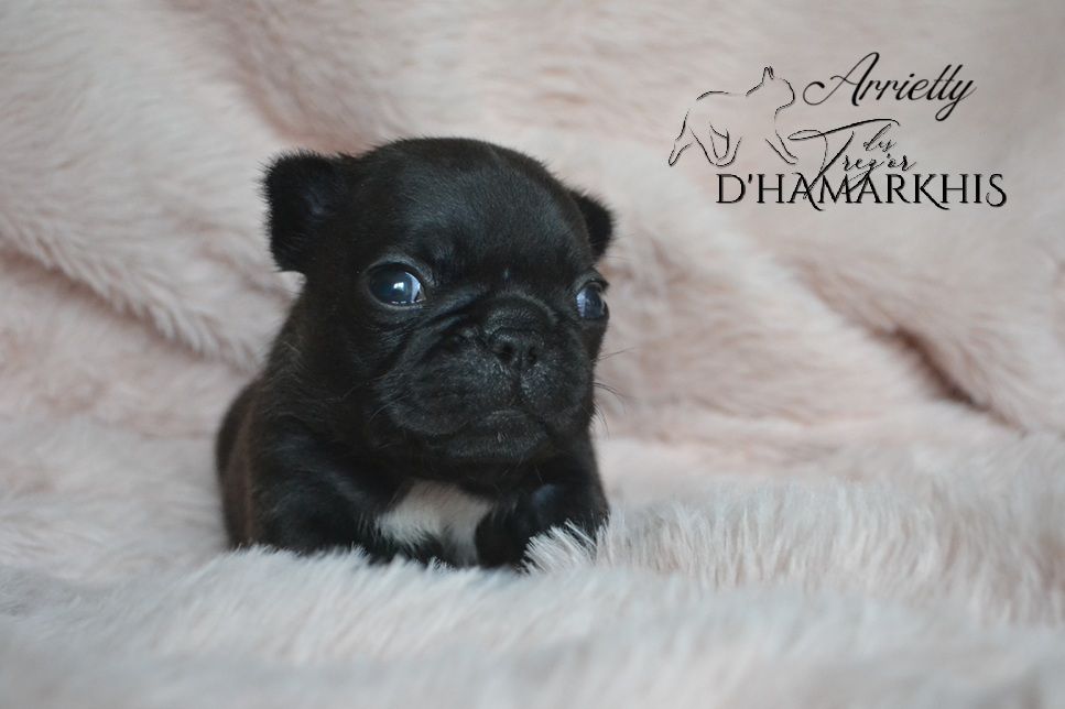 Des Trez'or D'hamarkhis - Chiots disponibles - Bouledogue français
