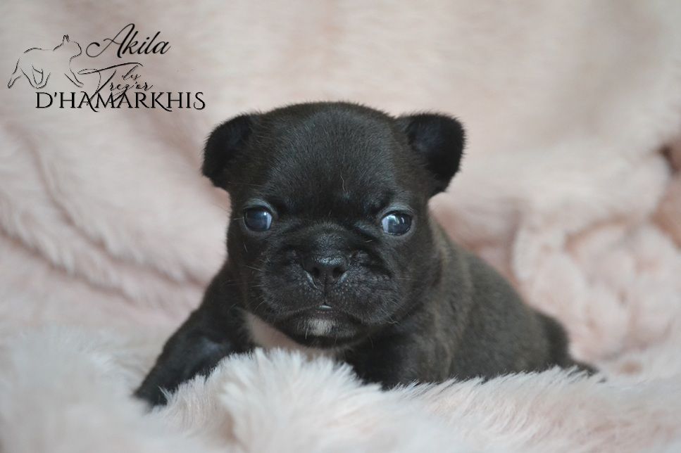 Des Trez'or D'hamarkhis - Chiots disponibles - Bouledogue français