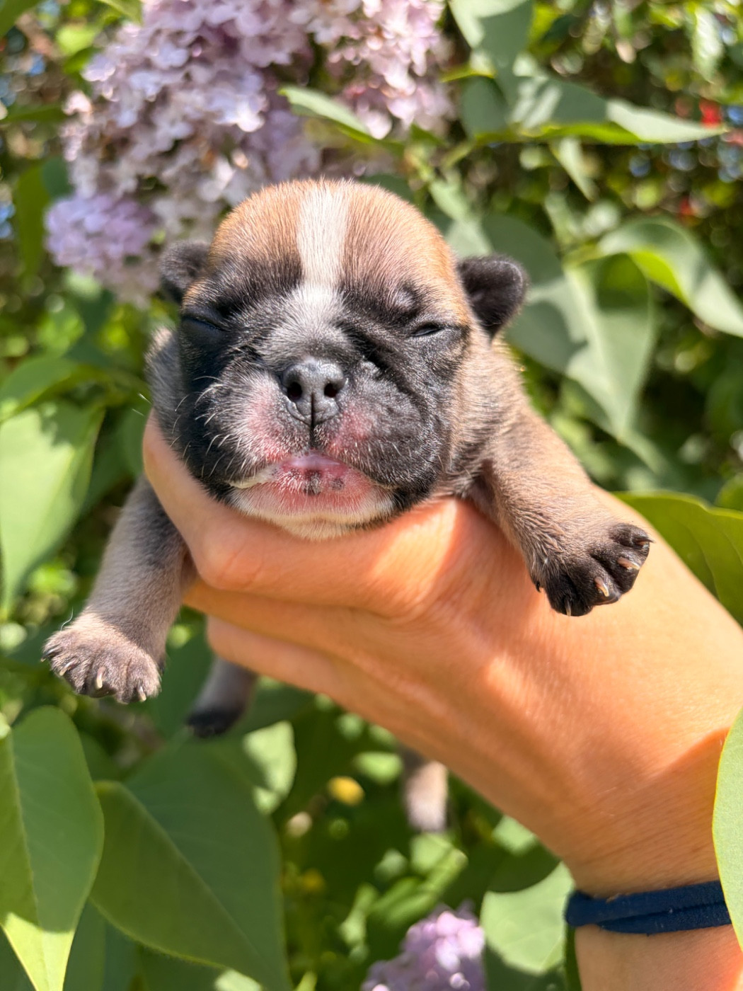 Des Trez'or D'hamarkhis - Chiots disponibles - Bouledogue français