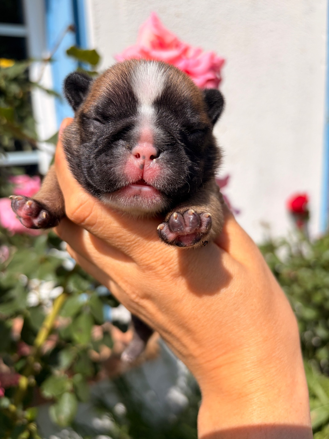 Des Trez'or D'hamarkhis - Chiots disponibles - Bouledogue français