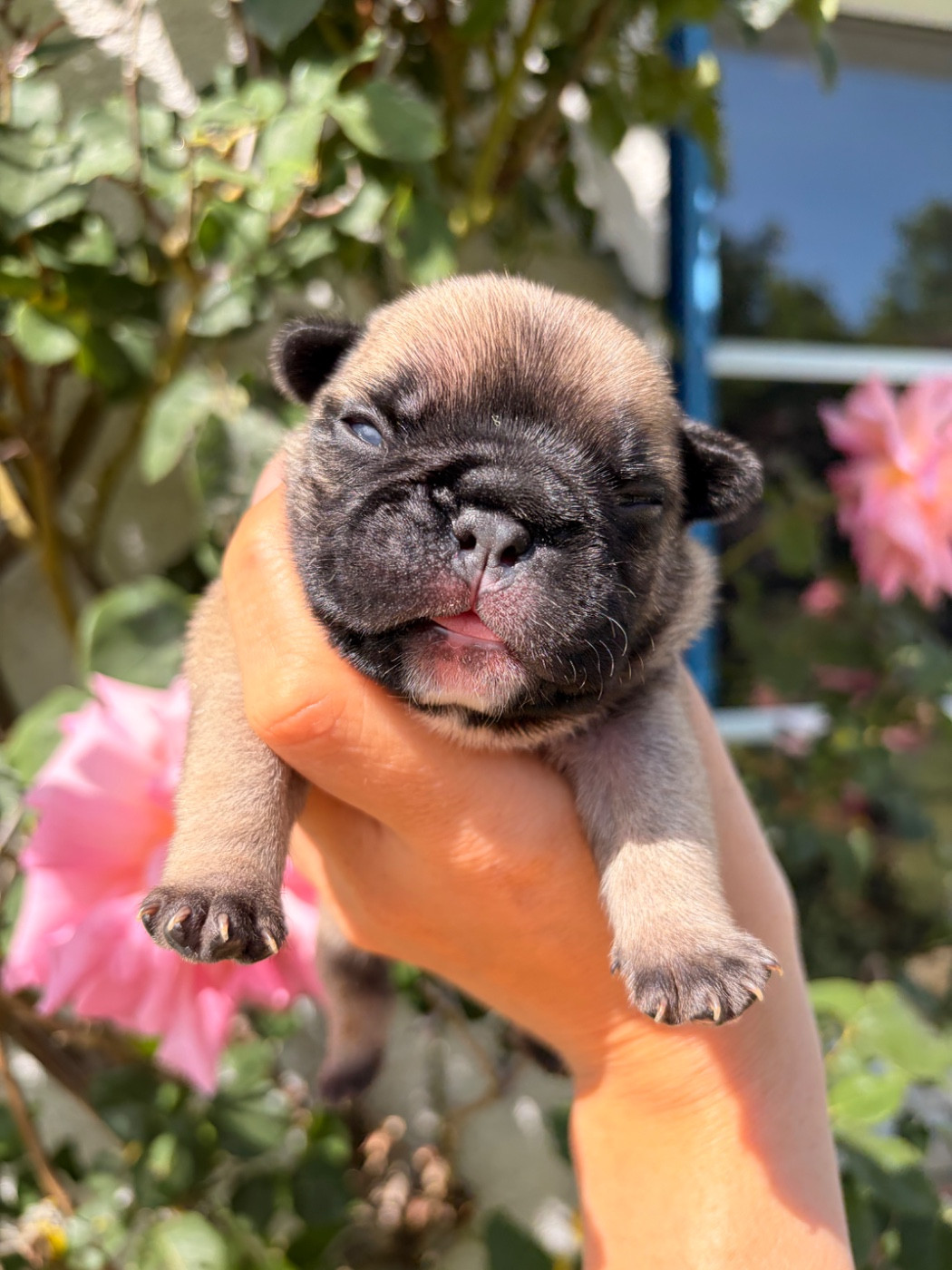 Des Trez'or D'hamarkhis - Chiots disponibles - Bouledogue français