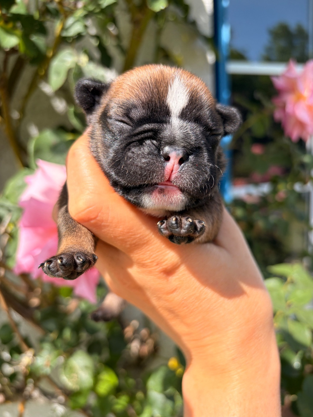 Des Trez'or D'hamarkhis - Chiots disponibles - Bouledogue français