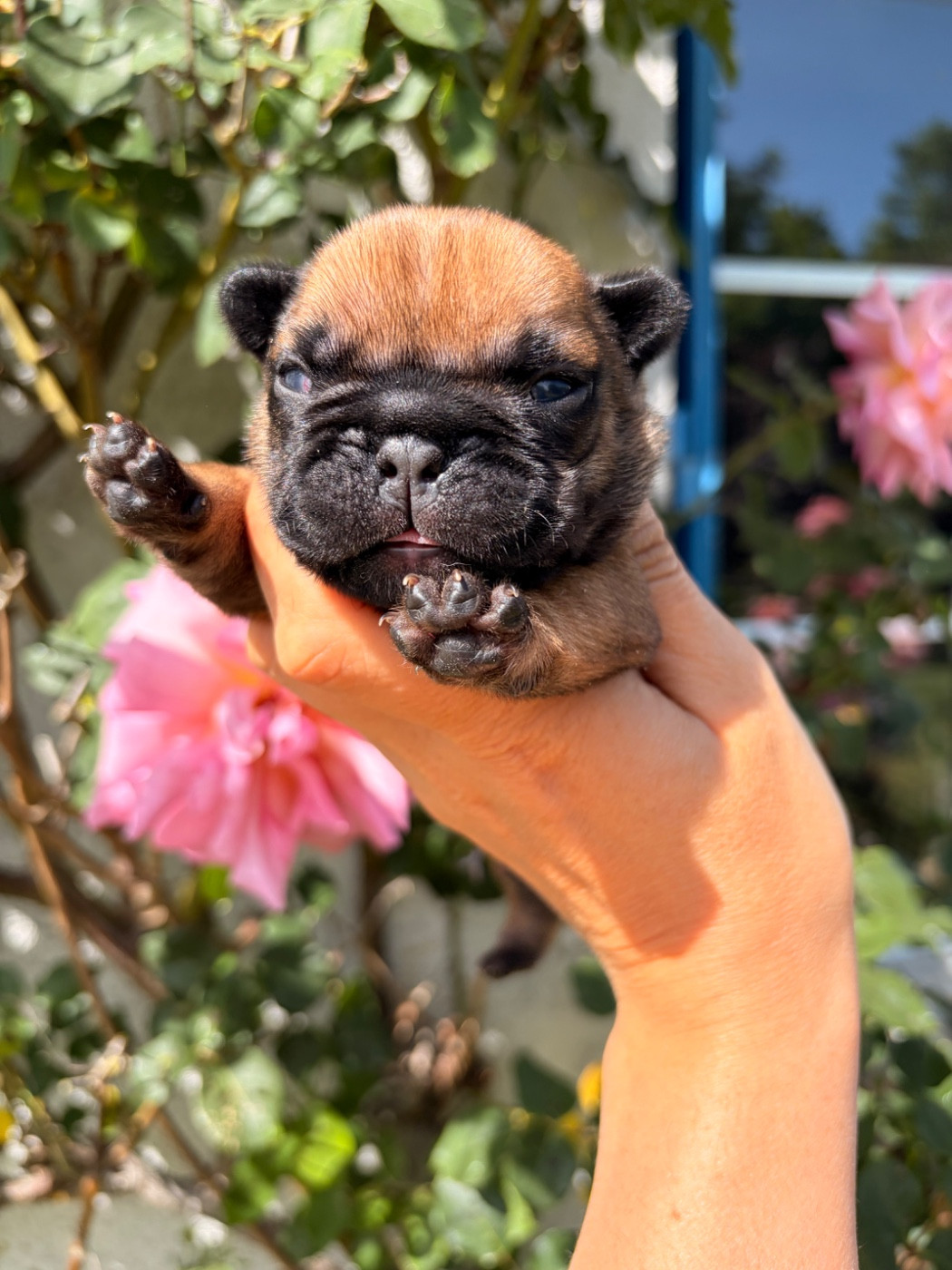 Des Trez'or D'hamarkhis - Chiots disponibles - Bouledogue français