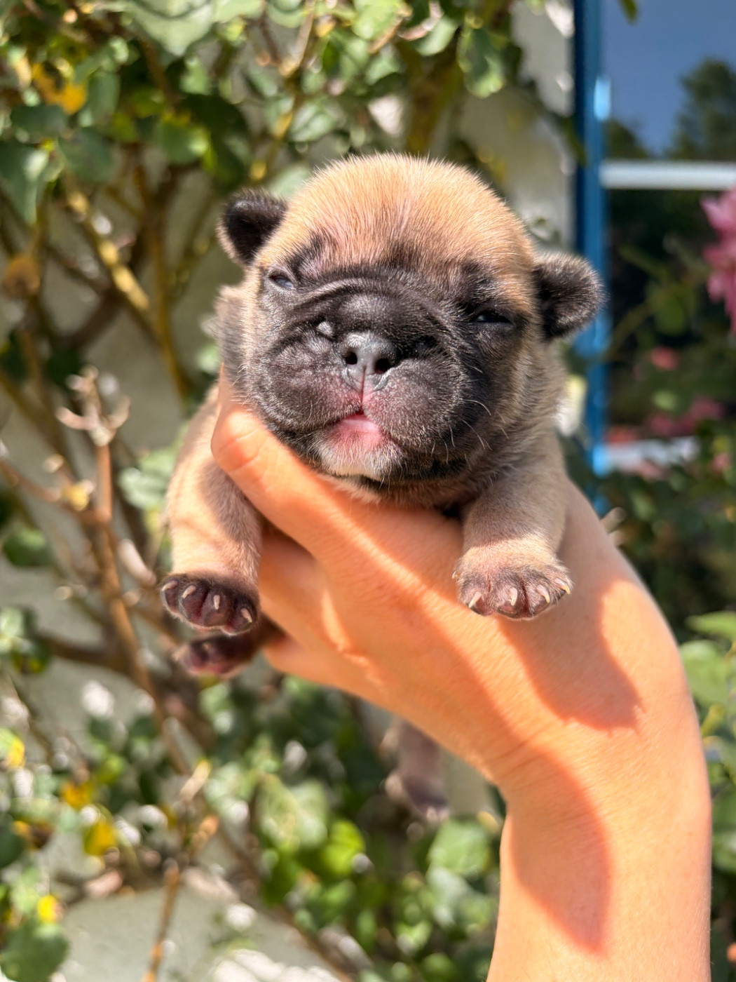 Des Trez'or D'hamarkhis - Chiots disponibles - Bouledogue français