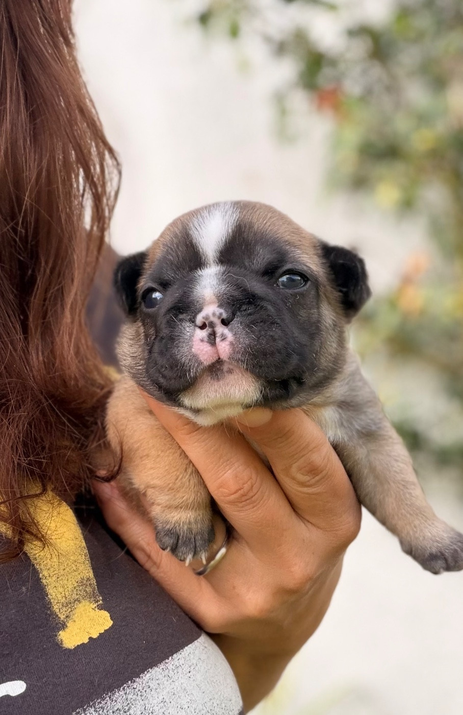 Des Trez'or D'hamarkhis - Chiots disponibles - Bouledogue français