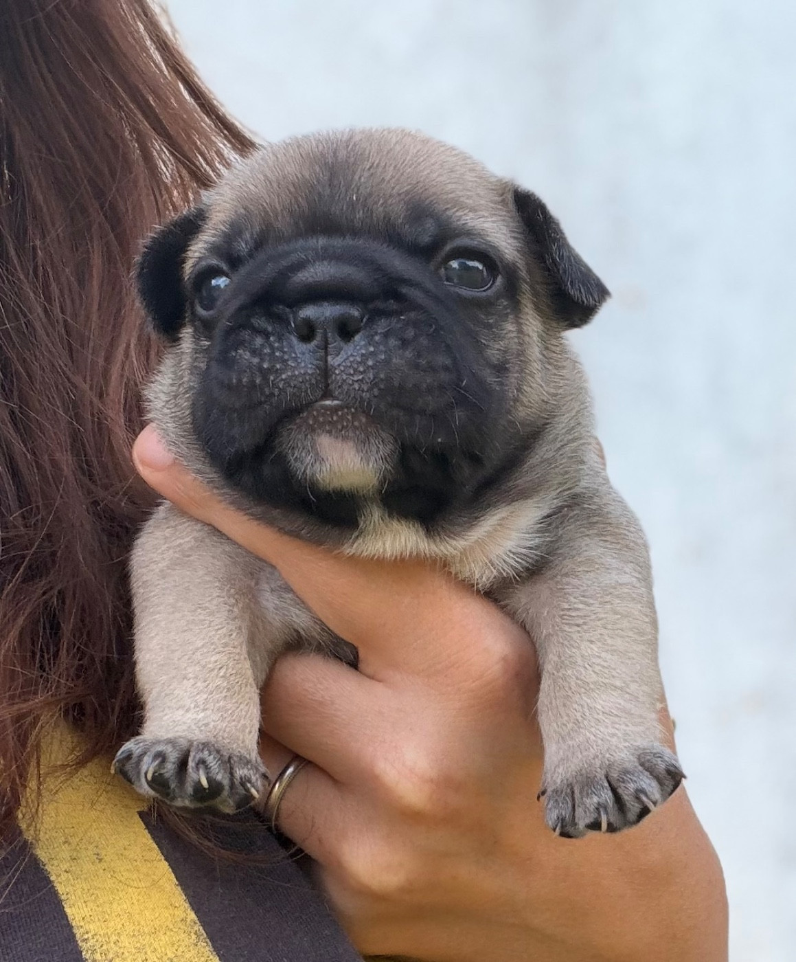 Des Trez'or D'hamarkhis - Chiots disponibles - Bouledogue français