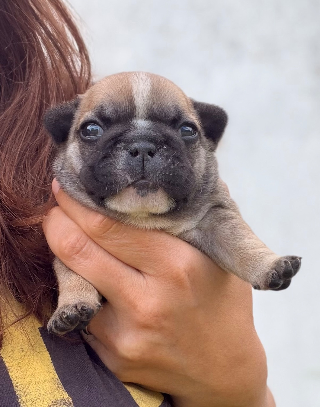Des Trez'or D'hamarkhis - Chiots disponibles - Bouledogue français