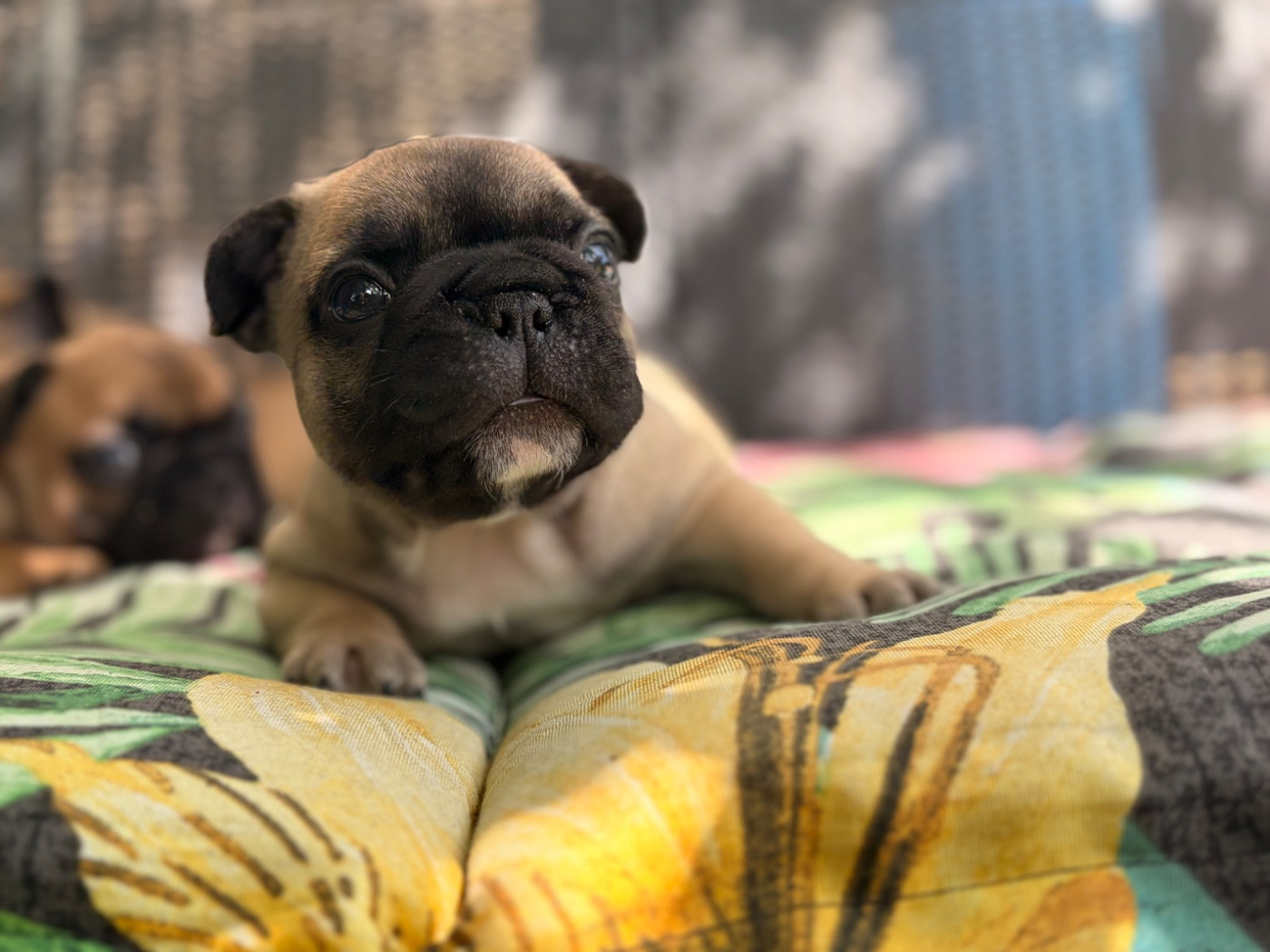 Des Trez'or D'hamarkhis - Chiots disponibles - Bouledogue français