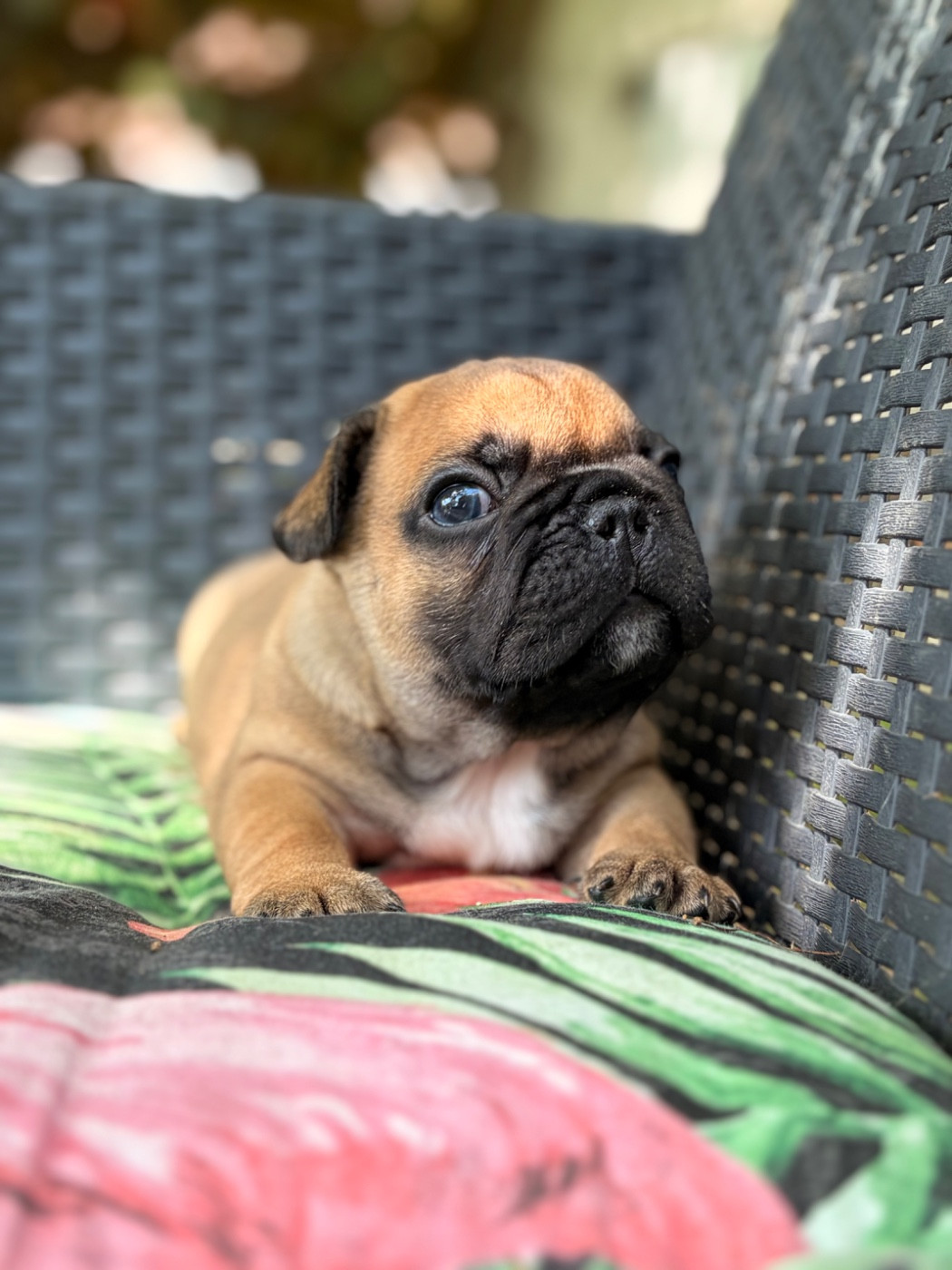 Des Trez'or D'hamarkhis - Chiots disponibles - Bouledogue français