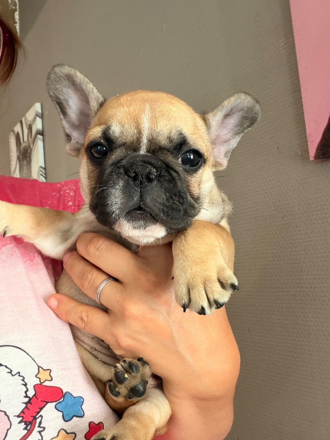 Des Trez'or D'hamarkhis - Chiots disponibles - Bouledogue français