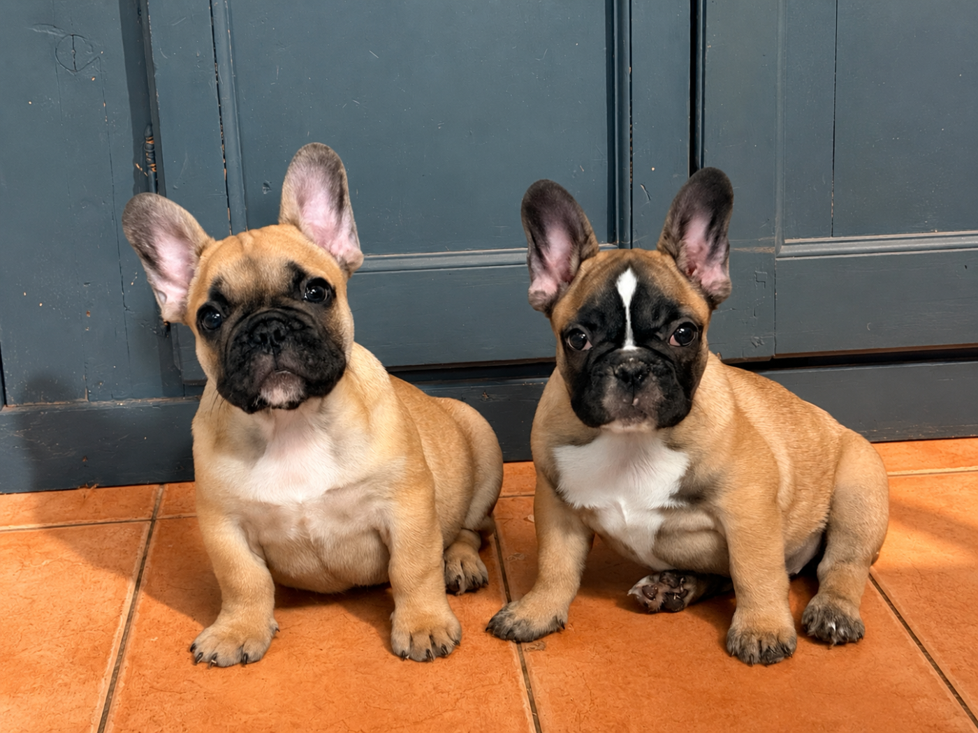 Des Trez'or D'hamarkhis - Chiots disponibles - Bouledogue français