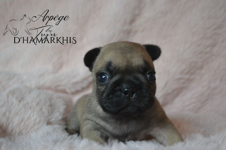 Des Trez'or D'hamarkhis - Chiots disponibles - Bouledogue français