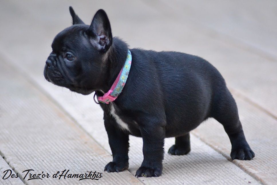 Chiot Bouledogue français Des Trez'or D'hamarkhis