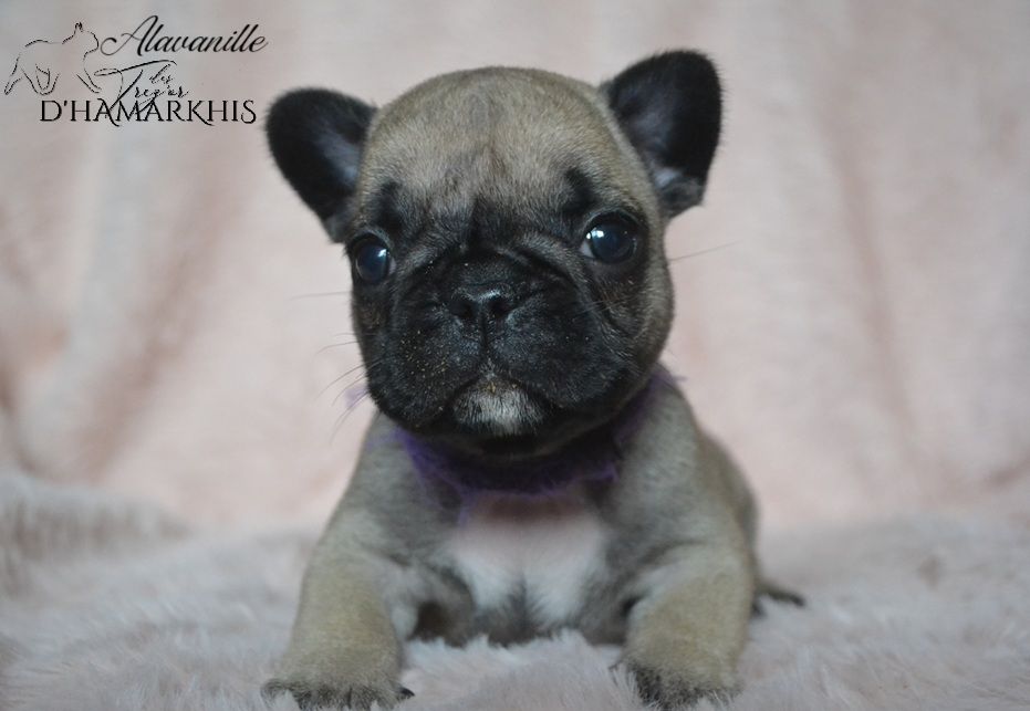 Des Trez'or D'hamarkhis - Chiots disponibles - Bouledogue français