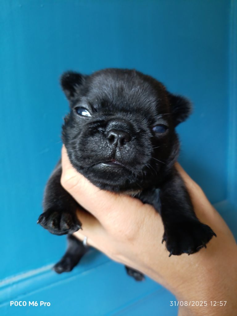 Des Trez'or D'hamarkhis - Chiots disponibles - Bouledogue français