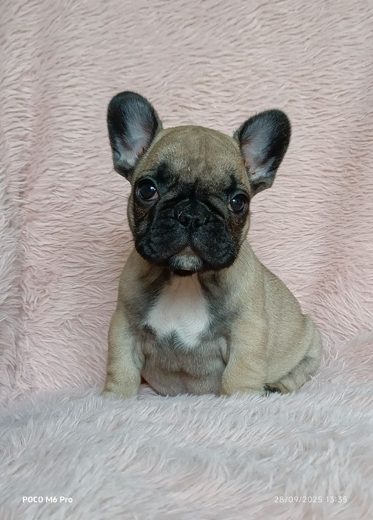 Des Trez'or D'hamarkhis - Chiots disponibles - Bouledogue français