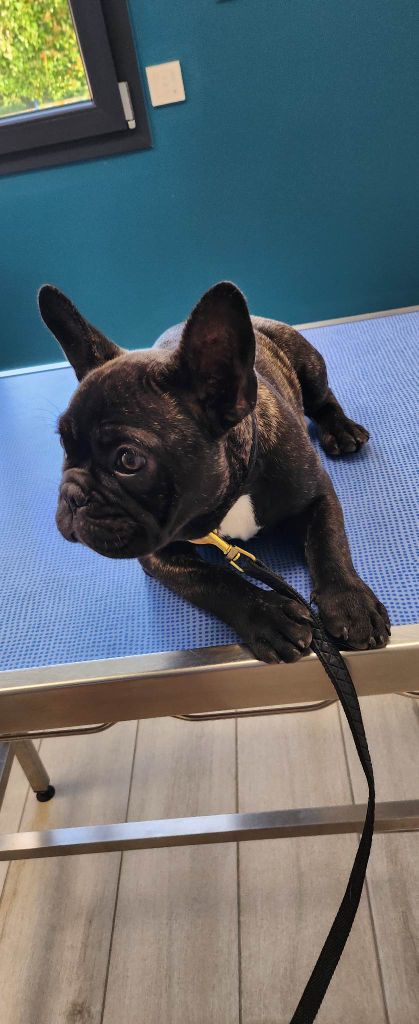 Des Trez'or D'hamarkhis - Bouledogue français - Portée née le 25/02/2023