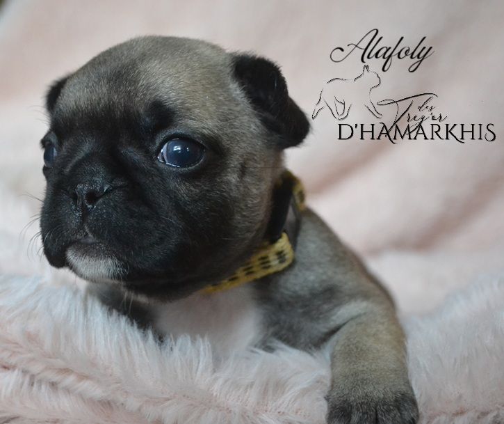 Des Trez'or D'hamarkhis - Chiots disponibles - Bouledogue français