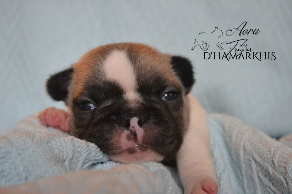 Des Trez'or D'hamarkhis - Chiots disponibles - Bouledogue français