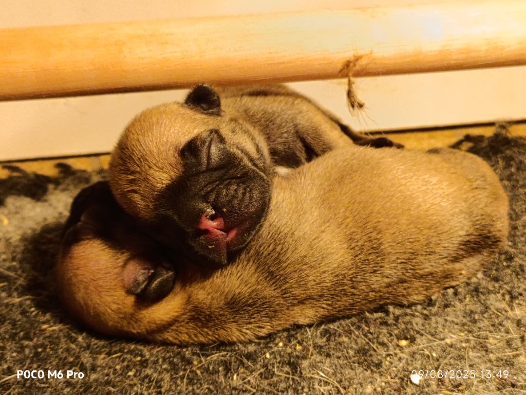 Chiot Bouledogue français Des Trez'or D'hamarkhis