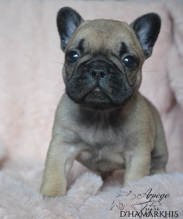 Des Trez'or D'hamarkhis - Chiots disponibles - Bouledogue français