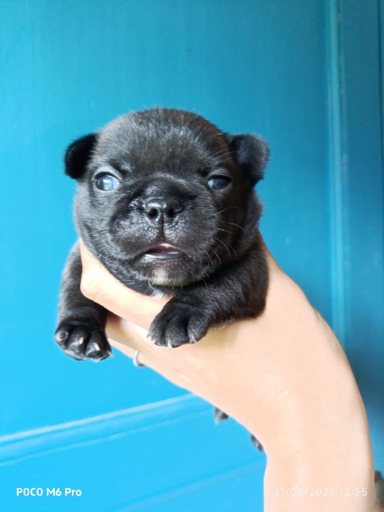 Des Trez'or D'hamarkhis - Chiots disponibles - Bouledogue français
