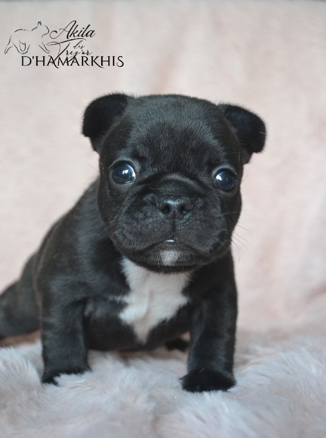 Des Trez'or D'hamarkhis - Chiots disponibles - Bouledogue français